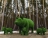 Топиари композиция Поросята мама и детки (4 шт) - газон Eco